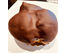 BOSSCHE BOL